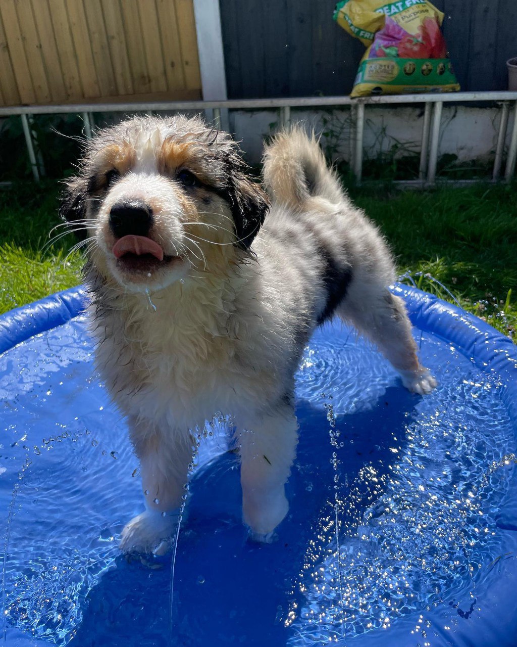 Agi - Australian Shepherd Puppy